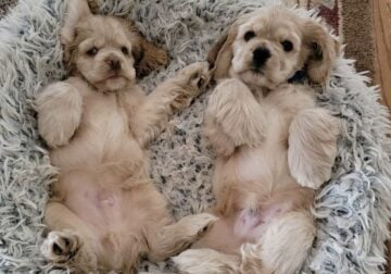 AKC American Cockers