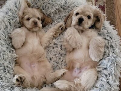 AKC American Cockers