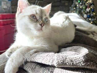 🐾 Loki – Sweet & Playful British Shorthair Hybrid