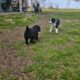 Aussie doodle puppies-7 weeks old