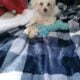 Male and Female Maltese