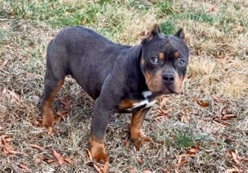 American Bully Puppy For Sale / GOOD Price