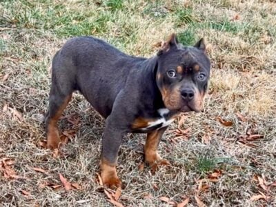 American Bully Puppy For Sale / GOOD Price