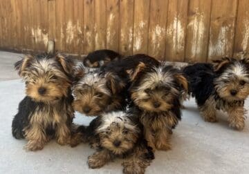 Yorkie Puppies
