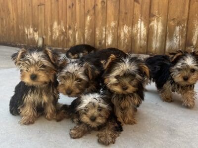 Yorkie Puppies