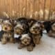 Yorkie Puppies