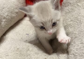 Siamese ragdoll kitten