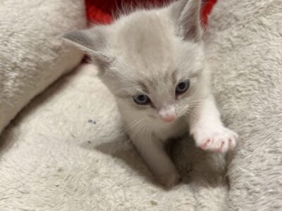 Siamese ragdoll kitten