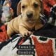 Puppies looking for a good home