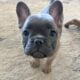 Frenchie Puppies