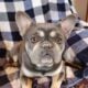 Boxers & more! Reputable 5 st Breeder of 23 years!