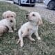 Pure Yellow Puppy Labs