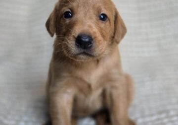 Beautiful Labradors looking for homes