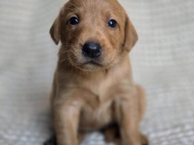 Beautiful Labradors looking for homes