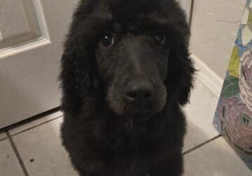 Akc standard poodles