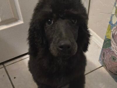 Akc standard poodles
