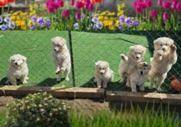 Hypoallergenic vaccinated Samoyed pups
