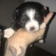 Dogs puppies puppy’s puppy dog pup pups
