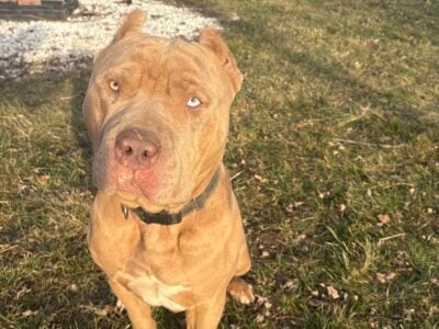 Xl bully male for rehoming