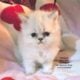 Gorgeous Himalayan Persian Kittens