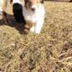 Meet KONA- Rough Collie Puppy 8 weeks