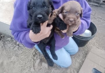Giant schnoodles