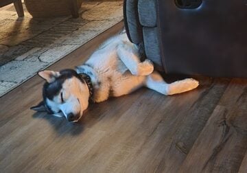 2 yr old Pure Bred Husky with AKC papers