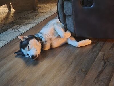 2 yr old Pure Bred Husky with AKC papers