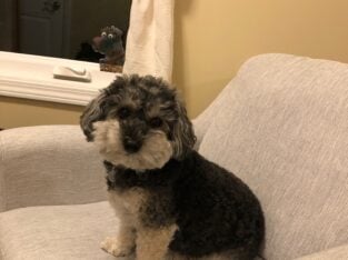 2 male fully trained Havapoo’s