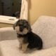 2 male fully trained Havapoo’s