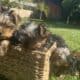 Yorkie Puppies