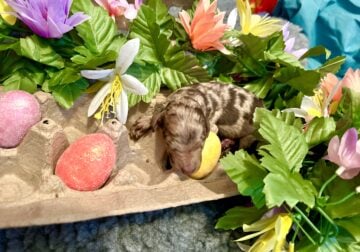 Merle Standard Poodle Puppies!
