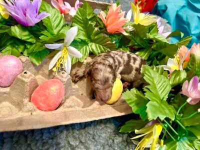 Merle Standard Poodle Puppies!