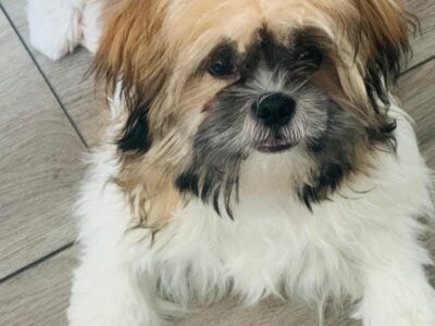 🐶 Adorable Male Shih Tzu Puppy for Sale –6 Months