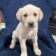 Pure Yellow Puppy Labs