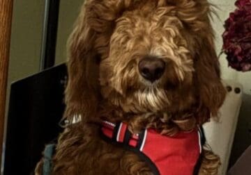 Golden Doodle
