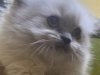 Kittens