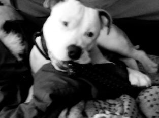 For sale albino blue nose pitbull puppy