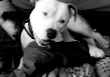 For sale albino blue nose pitbull puppy