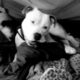 For sale albino blue nose pitbull puppy