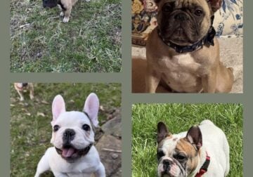 AKC French bulldog puppies