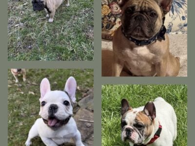AKC French bulldog puppies