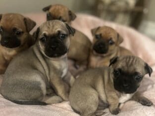 Little chugs