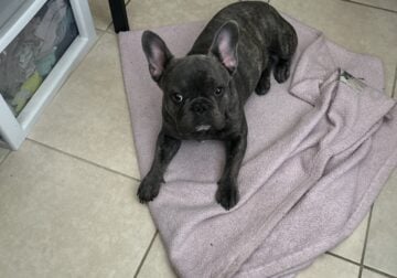 Frenchie