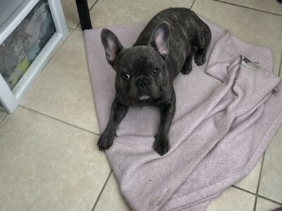 Frenchie
