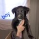 Belgian Malinois & Border Collie mixed puppies