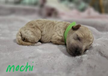Mochi