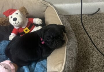9 week old black pug