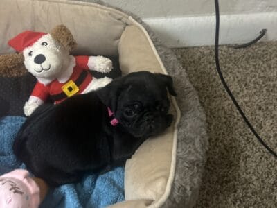 9 week old black pug