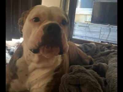 19 month old pure bred American bulldog